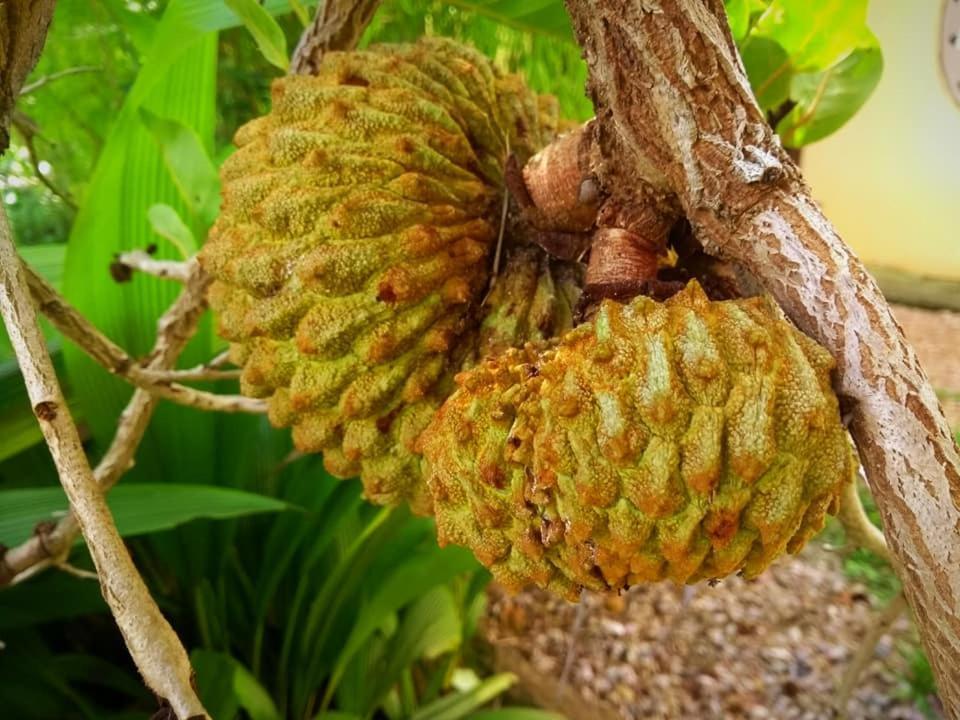 Pousada Paralelo 14 Alto Paraíso de Goiás 외부 사진